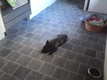 Vietnamees Hardsteen Soft Finish 20x20x1,5 cm verouderd